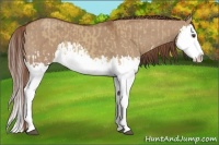 Horse Color:Red Dun Splash  and Red Dun Splash 