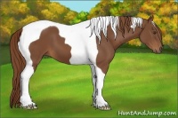 Horse Color:Chestnut Tobiano