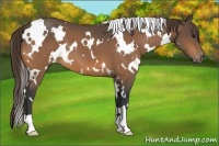 Horse Color:White Spotted Buckskin Varnish 