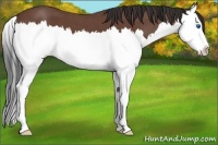 Horse Color:Bay Roan Splash 