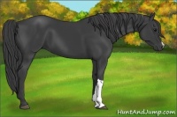 Horse Color:Smoky Black 
