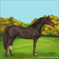 Horse Color:Liver Chestnut 