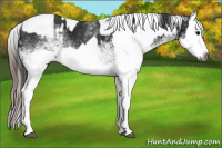 Horse Color:Gray White Spotted Black  and Gray White Spotted Black Appaloosa 