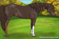 Horse Color:Liver Chestnut 