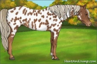 Horse Color:Chestnut Appaloosa