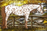 Horse Color:Chestnut Near Leopard 