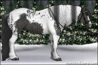 Horse Color:Black Tobiano  and Black Tobiano 