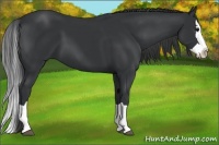 Horse Color:Black  and Black Splash 