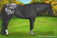 Horse Color:Black  and Black Appaloosa 