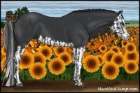 Horse Color:Black and Black Splash