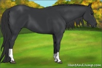 Horse Color:Black  and Black 