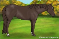 Horse Color:Liver Chestnut Sabino