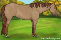 Horse Color:Red Dun Sabino 