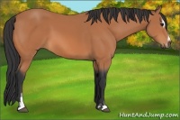 Horse Color:Bay Sabino 