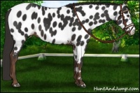 Horse Color:Liver Chestnut Appaloosa 