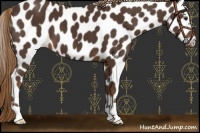 Horse Color:Liver Chestnut Appaloosa