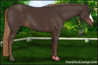 Horse Color:Liver Chestnut 