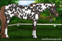 Horse Color:Liver Chestnut Near Leopard 