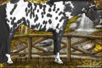 Horse Color:Black Near Leopard 