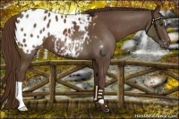 Horse Color:Liver Chestnut Appaloosa 