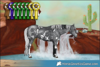 Horse Color:White Spotted Brown Chinchilla  and White Spotted Silver Black Chinchilla Rabicano 