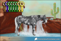 Horse Color:White Spotted Brown Chinchilla  and White Spotted Silver Black Chinchilla Rabicano 