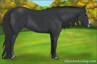 Horse Color:Black Sabino  and Black Sabino Splash 