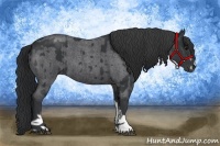 Horse Color:Black Sabino  and Blue Roan Sabino 