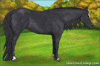 Horse Color:Black Sabino and Black Sabino