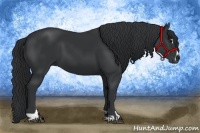 Horse Color:Black Sabino 