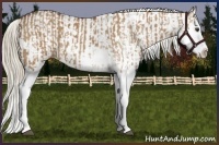 Horse Color:Red Dun Sabino Splash and Red Dun Sabino Splash Appaloosa