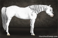 Horse Color:Black Sabino  and Black Sabino Splash 