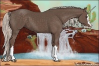Horse Color:Silver Black Sabino Splash