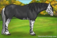 Horse Color:Black Sabino  and Black Sabino Splash 