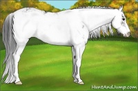 Horse Color:Black Sabino  and Black Sabino 