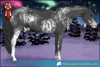 Horse Color:White Spotted Black Sabino  and White Spotted Black Sabino 