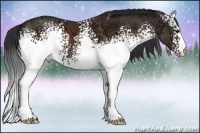 Horse Color:White Spotted Brown Ice