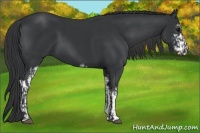 Horse Color:Black Sabino  and Black Sabino 