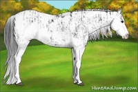 Horse Color:Black Sabino  and Black Sabino Splash 