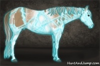 Horse Color:Thunderstruck Red Dun Sabino Splash  and Thunderstruck White Spotted Red Dun Sabino Splash 