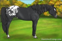Horse Color:Black Sabino Appaloosa 