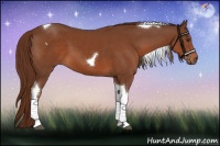 Horse Color:Chestnut Tobiano