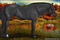 Horse Color:Black Sabino  and Black Sabino Rabicano 