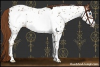 Horse Color:Red Roan Frame Appaloosa