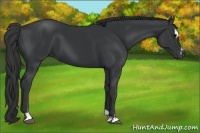 Horse Color:Black Sabino  and Black Sabino 
