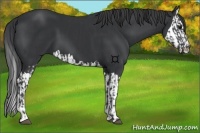 Horse Color:Black Sabino and Black Sabino Splash