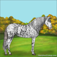 Horse Color:Black Sabino and Black Sabino Appaloosa