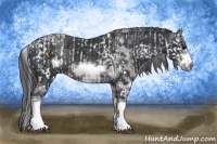 Horse Color:Black Sabino  and Black Sabino Frame 