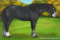 Horse Color:Black Sabino  and Black Sabino Splash 