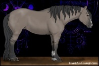 Horse Color:Grullo Sabino 